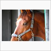 正月のオシドリ