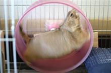 ハツカネズミ行為再開 
