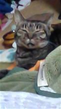 猫のちぃ