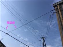 防鳥対策（電話線）
