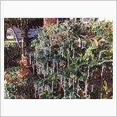  A cold weathe ...