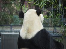 万能薬