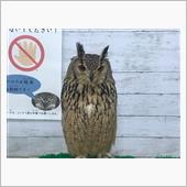 歴史研究家フクロウくまz博士 ...