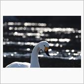 白鳥飛来地を訪ねて
