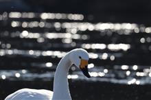 白鳥飛来地を訪ねて