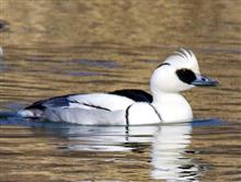 ウォーキングを兼ねて公園へ