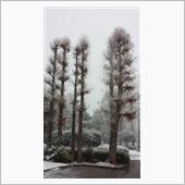 大雪注意報！