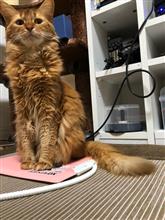 充電中ニャ! 充電中ニャ!