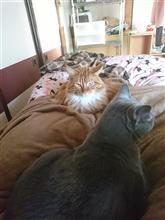 常識が通じない猫ども。