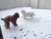 チョコとブラン  47  雪だァ
