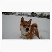 柴犬もみじの雪遊び