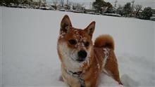 柴犬もみじの雪遊び