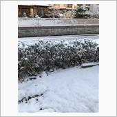 今日も雪❄️