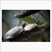 ゴイサギのいる公園