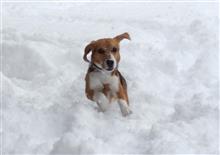 除雪（新兵器）、そして無謀なクルマ。 