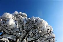 また雪が降りそうで。。。引籠りの準備。　Ａ＞ｗ＜。;;;）ノシ（笑