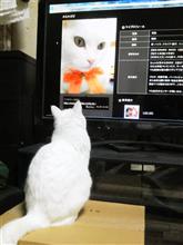 あたし　ねこ