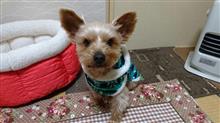１月３０日、オヤスミ🌙✨なちゃーい🐶😪