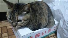 今年は楽しい年に