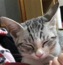新入りニャんこ(=^x^=)家族が増えました☆