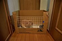 うさぎと亀・・・・・・・・・・じゃなくて犬 うさぎと亀・・・・・・・・・・じゃなくて犬
