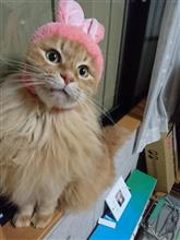 フィガロの退院までは… フィガロの退院までは…