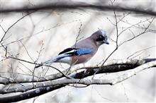 近場の冬の野鳥 近場の冬の野鳥