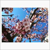 今日の桜