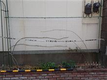 バッサリ剪定しましたぉ♪