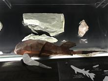 水中生き物ロボット、化石の生き物をロボットで再現中です。