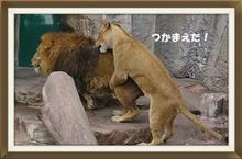 大阪旅行 ライオン狩りの巻🦁 