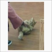 サスペンションプラス