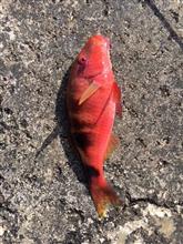 今日の釣果🎣