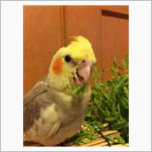 うちの🐥ペット