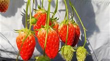 L.T.Dスイーツ倶楽部イチゴ🍓狩りTRG L.T.Dスイーツ倶楽部イチゴ🍓狩りTRG