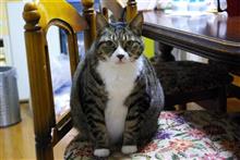2月22日はにゃんニャンにゃーで猫の日です 2月22日はにゃんニャンにゃーで猫の日です