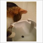 秘儀！逆さ飲みにゃ！