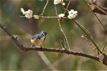 本日は近所の公園で、お気軽野鳥撮影　