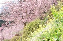 今年も、まつだ桜まつりに