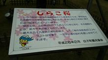 九十九里で河津桜