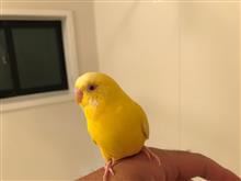 ピーちゃんとお風呂