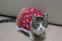 ひな祭り　ももちゃん