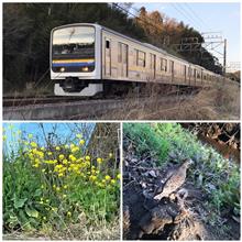 のどかな田んぼ道のお散歩 のどかな田んぼ道のお散歩