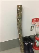 椎茸の菌入り原木追加購入。今日は細めのやつをかってみたよ。原木細い方が菌が回りやすいって情報を確かめるためにね。さてさてどうかな??? 椎茸の菌入り原木追加購入。今日は細めのやつをかってみたよ。原木細い方が菌が回りやすいって情報を確かめるためにね。さてさてどうかな???