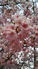 河津桜 河津桜