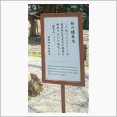 桜の標本木