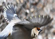 鳥撮り久し振りで、初見のキレンジャク！ 