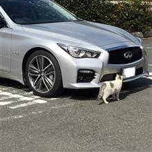 ねこちゃんに好かれたV37スカイライン