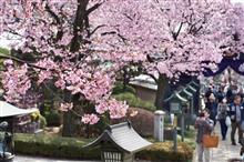 早咲きを堪能する