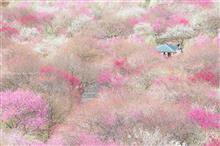 いなべ梅林公園と多良峡界隈 いなべ梅林公園と多良峡界隈